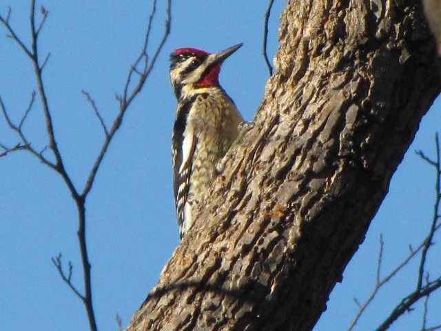 Yellow-bellied Sapsucker